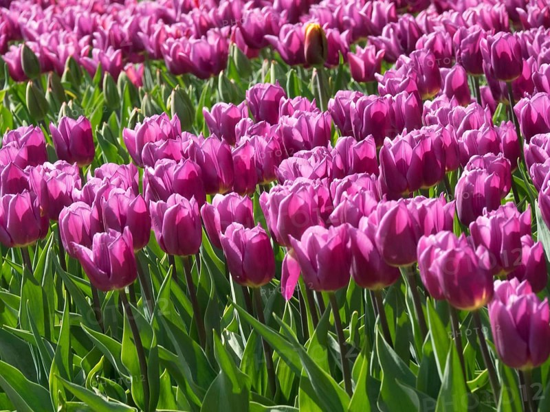 Purple tulips blooming in a flower field in spring, blooming tulips in many colours, amsterdam, the netherlands