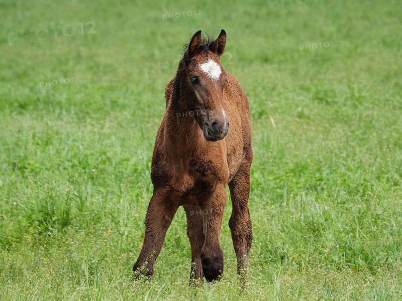 A single brown foal stands on a green meadow, beautiful horses on a paddock with green grass in Münsterland, equus, Borken, Germany, Europe