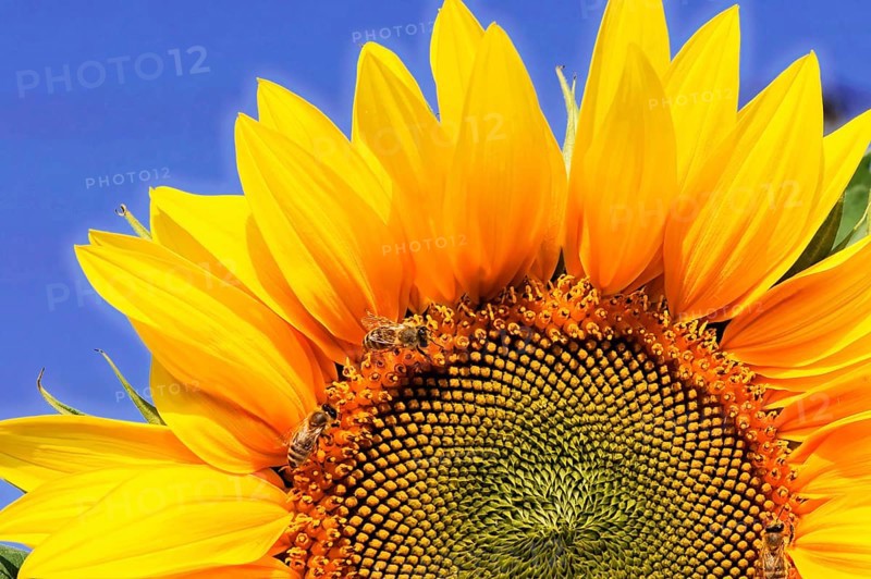 Yellow sunflower with bees on the petals, in front of a blue sky, colourful flower meadow, Schwäbisch Gmünd, Baden-Württemberg, Germany, Europe