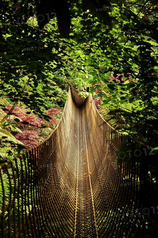 A narrow suspension bridge winds its way through dense green jungle. St Austel, Cornwall, England, United Kingdom, Europe
