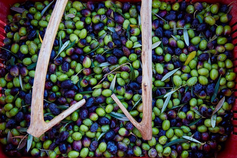 Olives harvest and picking sticks at Mediterranean Spain