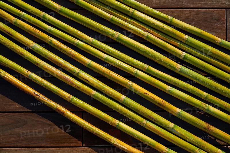 River canes green fresh for agriculture purposes in spain