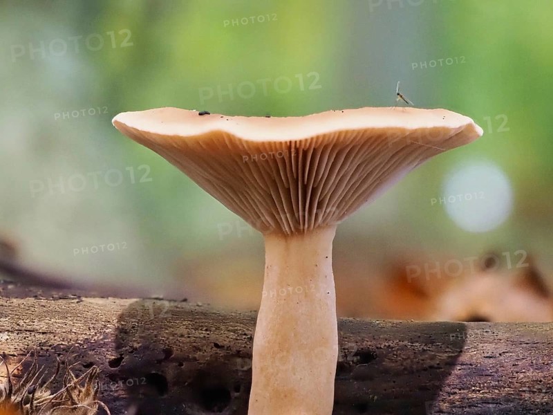 Monk's head (Infundibulicybe geotropa), blurred background, North Rhine-Westphalia, Germany, Europe