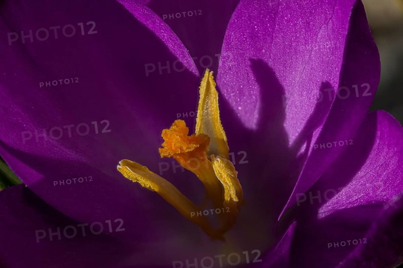 Purple crocus (Crocus vernus) in close-up with clear shadows under bright sunlight, Jena, Thuringia, Germany, Europe