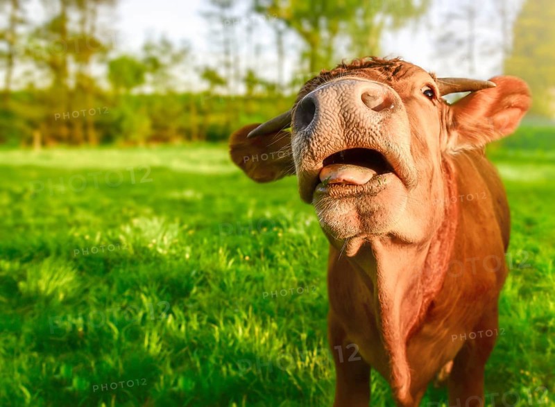 Young ginger calf, looking at camera, with its mouth opened and a funny face, on a sunny day of spring