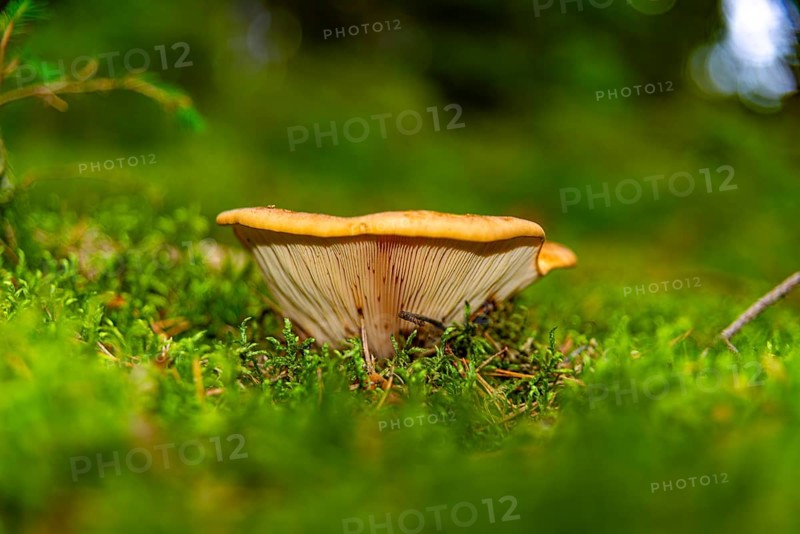 Low perspective on mushrooms growing from moss-covered forest floor, Große Teufelsküche, Tirschenreuth, Upper Palatinate