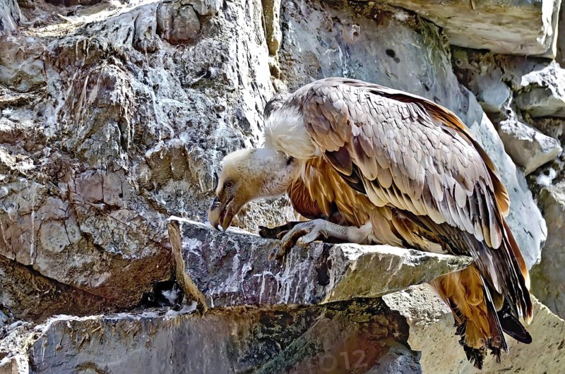 Species of bird griffon on a rock