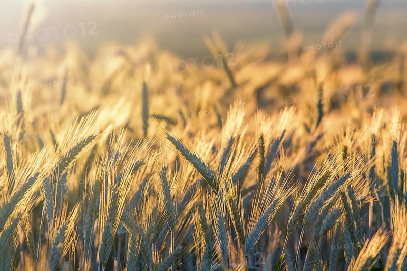 Wheat ears under the sunshine. Sun shining through ripe wheat