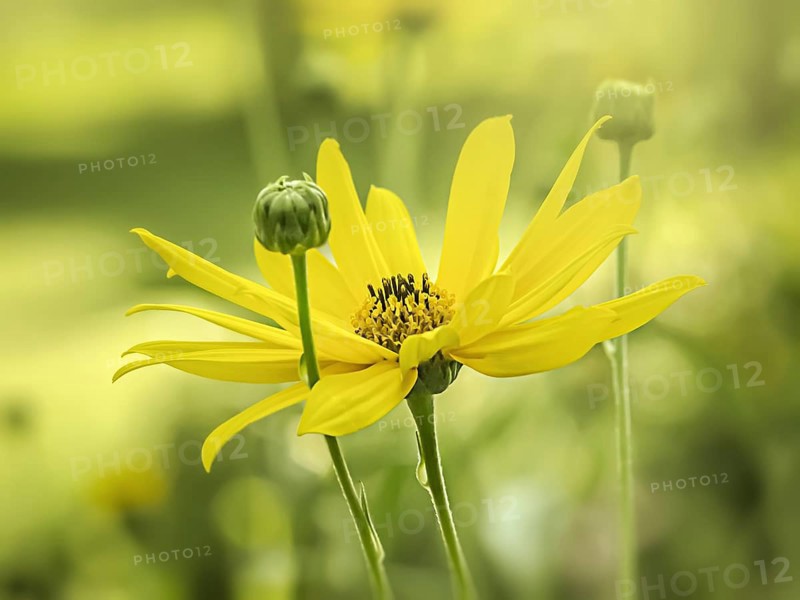 An image of a yellow flower moody background