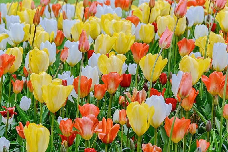 Flowerbed of tulips in the garden. Springtime in Netherlands Lisse, Netherlands