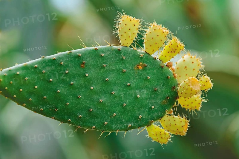 Opuntia, commonly called prickly pear, with fruits Balchik, Bulgaria, Europe