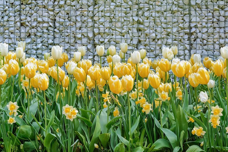 Yellow Tulips near the Wall from Pebbles Keukenhof, Netherlands