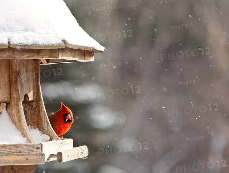 Cardinal at Bird Feeder Snow Storm Canada Male Red
