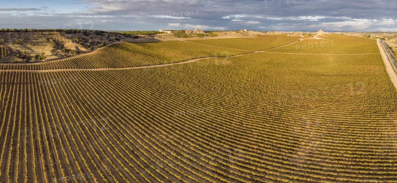 Field of vines, Aranda de Duero, Burgos province, Spain, Europe