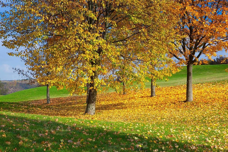 City park with autumn colors at sunset