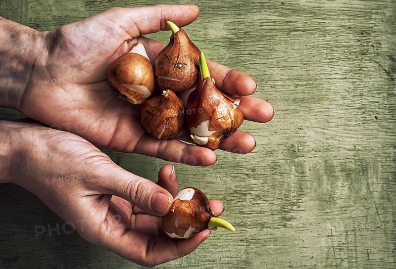 Hands of the peasant with the bulbs