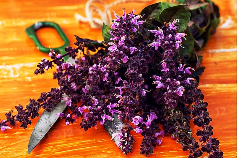Bouquet from cut branches of fragrant lavender on vintage background