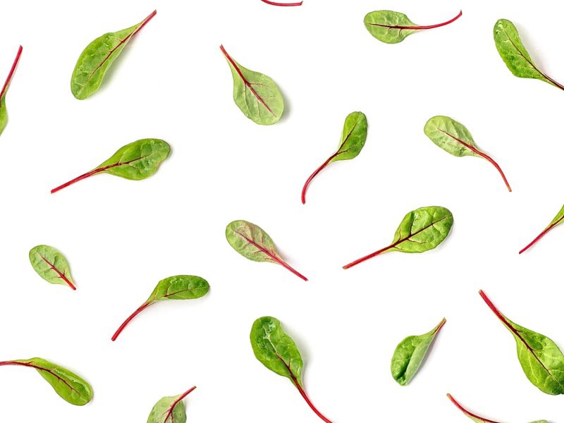 Pattern of fresh green chard leaves or mangold salad leaves on white background. Flat lay or top view fresh baby beet leaves pattern, isolated on white background with clipping path