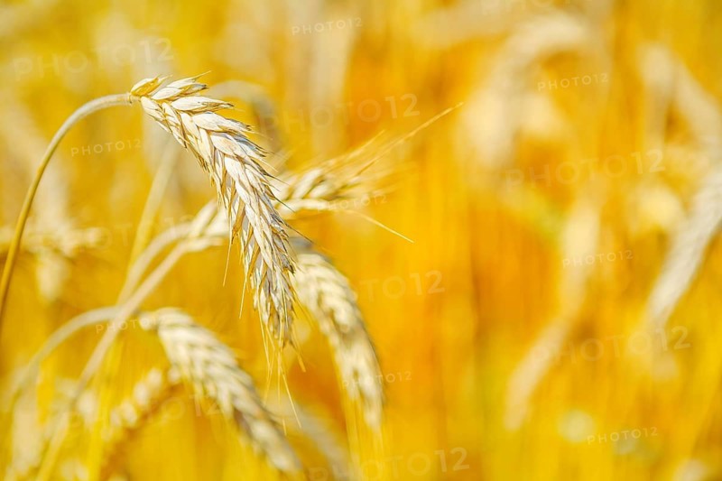 Ripe wheat on blurry background close up