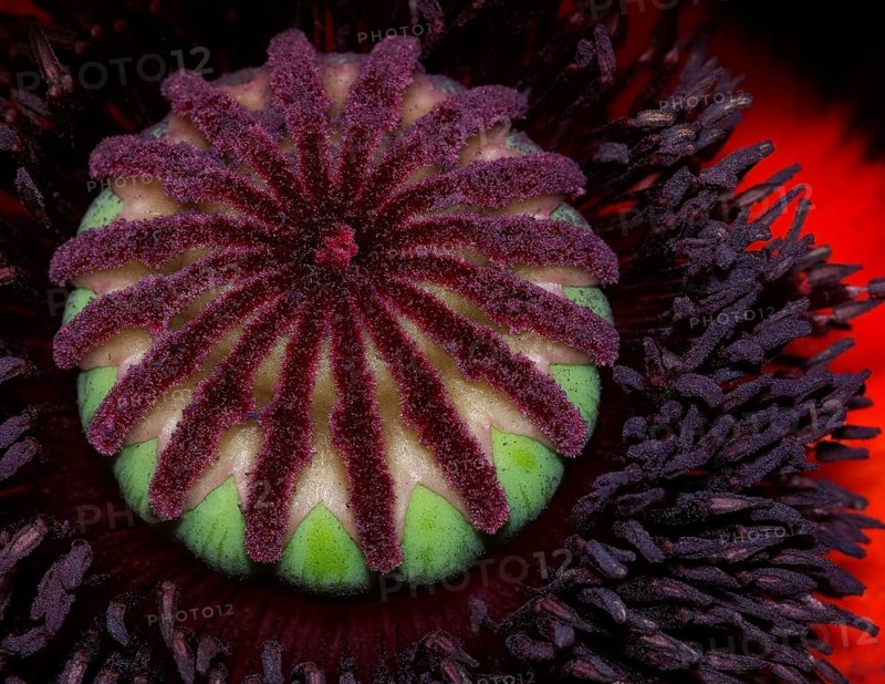 Ovary of a poppy flower