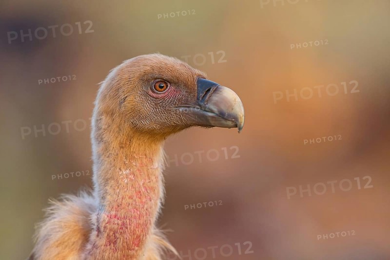 Griffon Vulture, Eurasian Griffon Vulture, Griffon Vulture, Eurasian Griffon, (Gyps fulvu), Vautour fauve, Buitre Leonado, Portrait, Hides De Calera / Valley Hide, Calera Y Chozas, Castilla La Mancha / Toledo, Spain, Europe