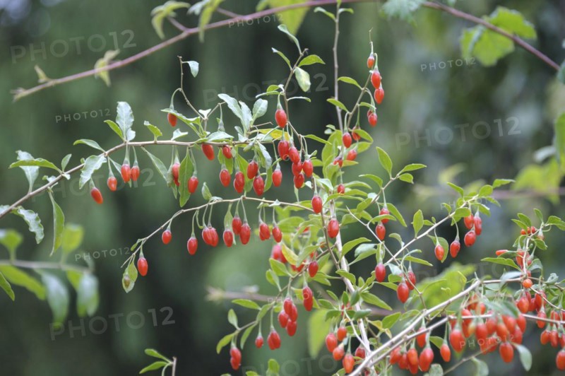 Lycium barbarum SÜSSE LEBENSBEERE ®
