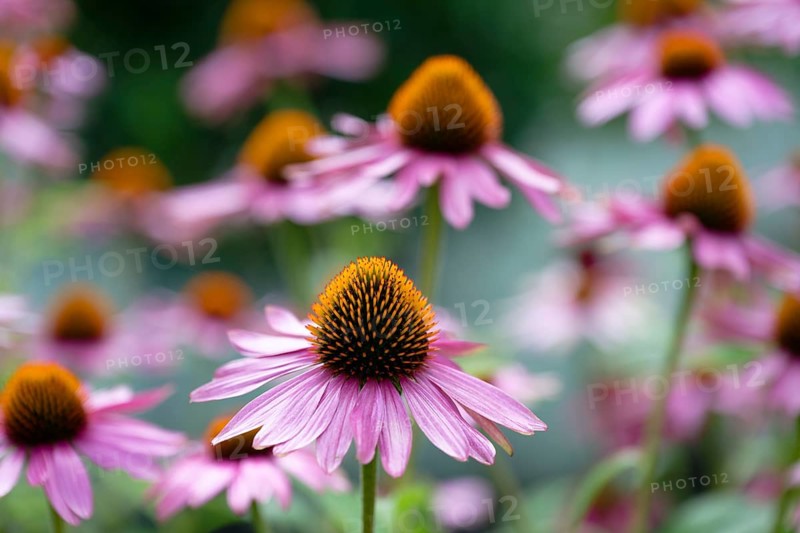 Narrow-leaved purple coneflower (Echinacea angustifolia)