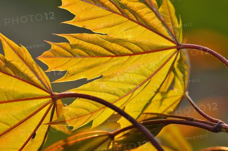Fresh leaves of Norway maple in spring. Maples (Acer)