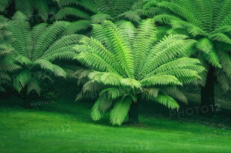 An image of a typical green fern at south Great Britain UK England