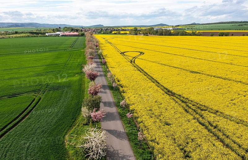 Flowering trees All between Weddersleben and Warnstedt