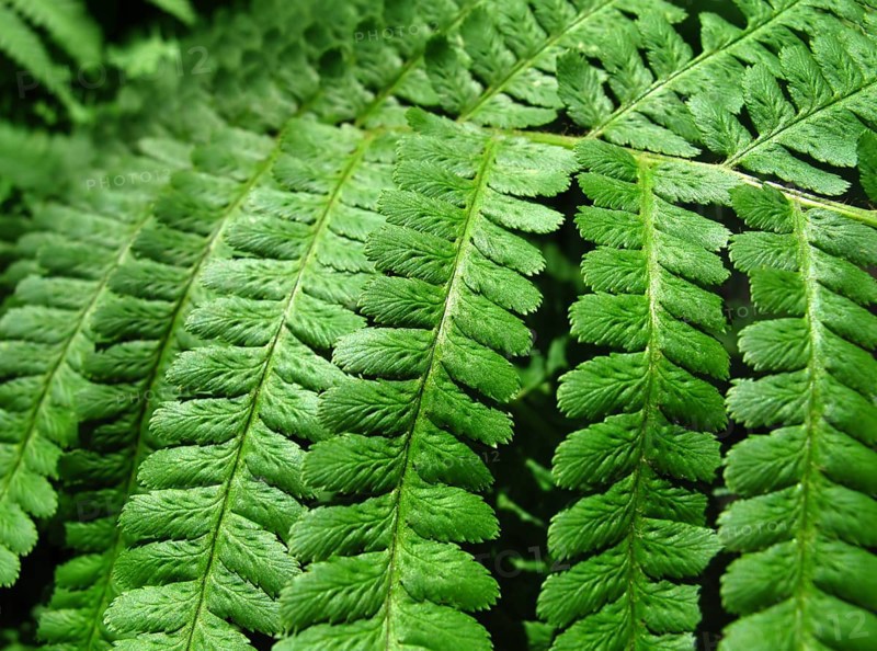 Close up of fresh green fern leafs background
