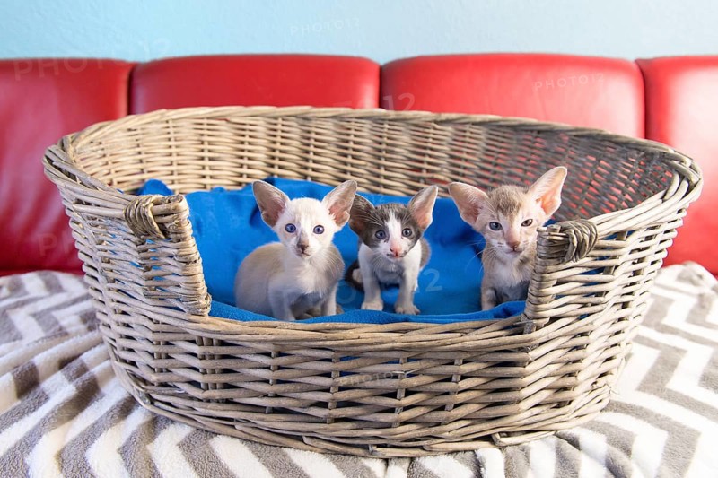 Little pure breed modern Siamese kitten sitting in basket