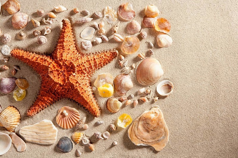 Beach with white sand and starfishwith shells still life like summer vacation background