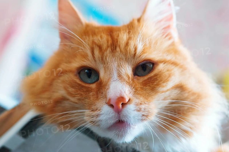 Ginger house cat, well maintained clean fluffy cat