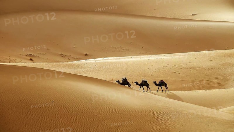 Camel caravan going through the sand dunes in the Sahara desert, Morocco, Africa
