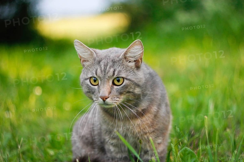 Close-up of an alert gray cat in grass, surrounded by greenery