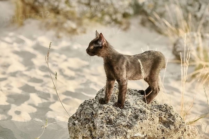 Little Black Kitten on the Stone in Desert Varna, Bulgaria, Europe