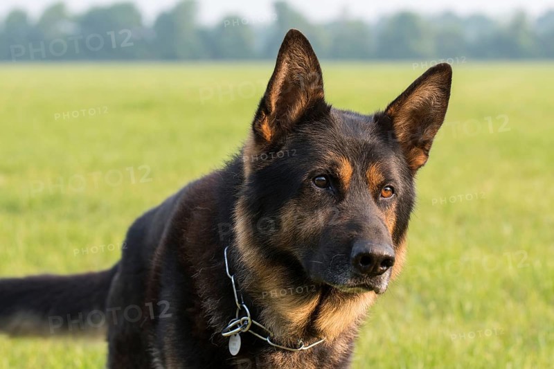 German Shepherd Portrait