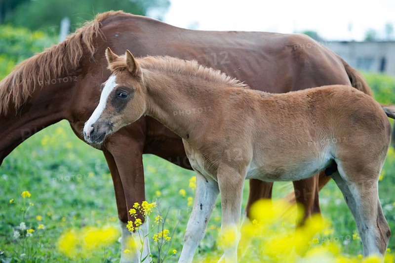 Portrait of chestnut foal walking in yellow flowers blossom paddock with mom