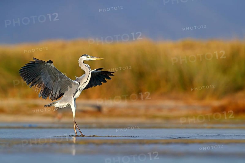Grey grey heron (Ardea cinerea), Foraging, Boat Trip, Tiszaalpár, Kiskunsági National Park, Bács-Kiskun, Hungary, Europe