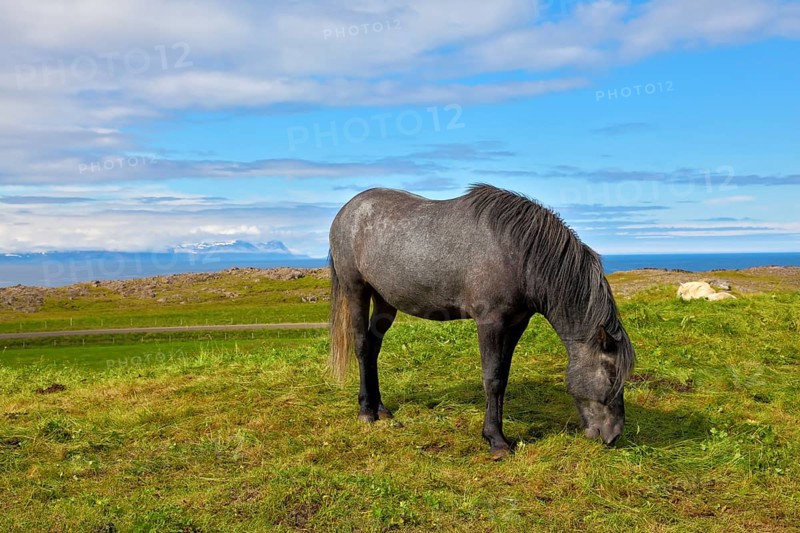 Farmer sleek gray horse. Beautiful horse grazing in a meadow near the farm. Iceland in July