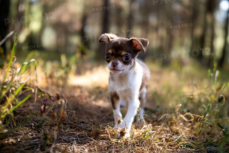 With an inquisitive look, a Chihuahua puppy pauses on a sunlit path surrounded by autumn leaves and soft shadows