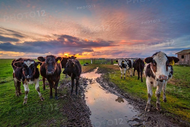 Friendly cows say hello at sunset. Northern California, USA, North America