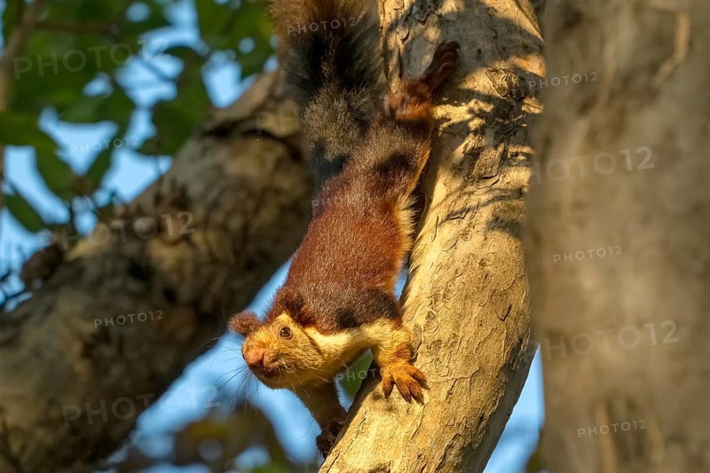 Giant squirrel (Ratufa indica), species of giant squirrel (genus Ratufa) within the squirrel family (Sciuridae), endemic to Satpura National Park, Tiger Reserve, Madhya Pradesh, Pachmarhi Biosphere Reserve, India, Asia