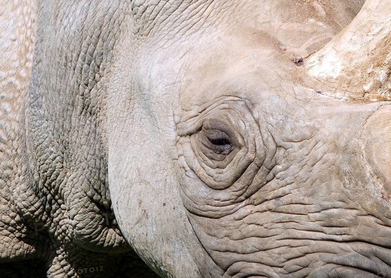 A full frame close up of the face of a baby black rhinoceros with eye and horn