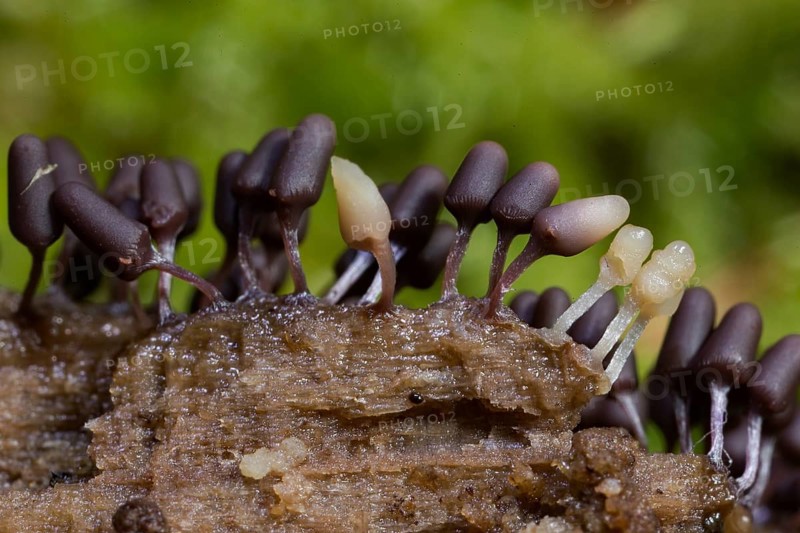 Brick red slime mould (Arcyria denudata)