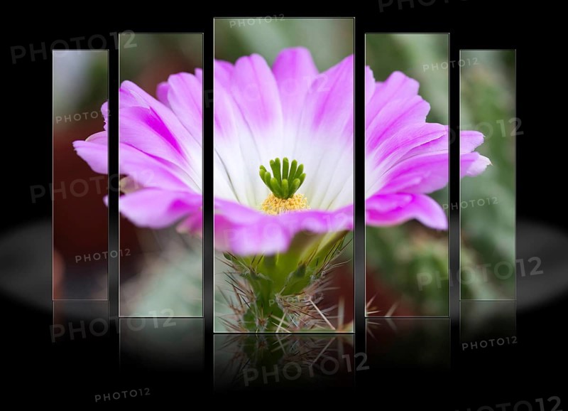 Cactus flower (Cactaceae)