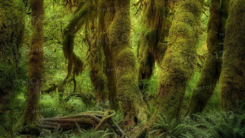 USA, Oregon, Hoh Rain Forset, Olympic National Park, Hoh Rain Forest, Oregon, USA, North America