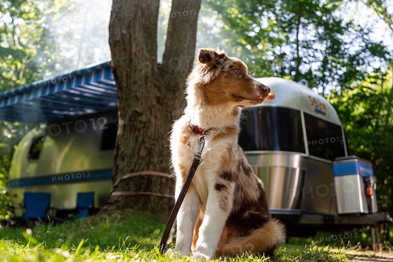 A young Australian Shepherd, with red merle colouring rests at a family campground with an American made Airstream in the background in Leamington, Ontario, Canada, North America