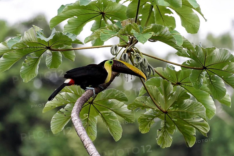 Toucan in Costa Rica